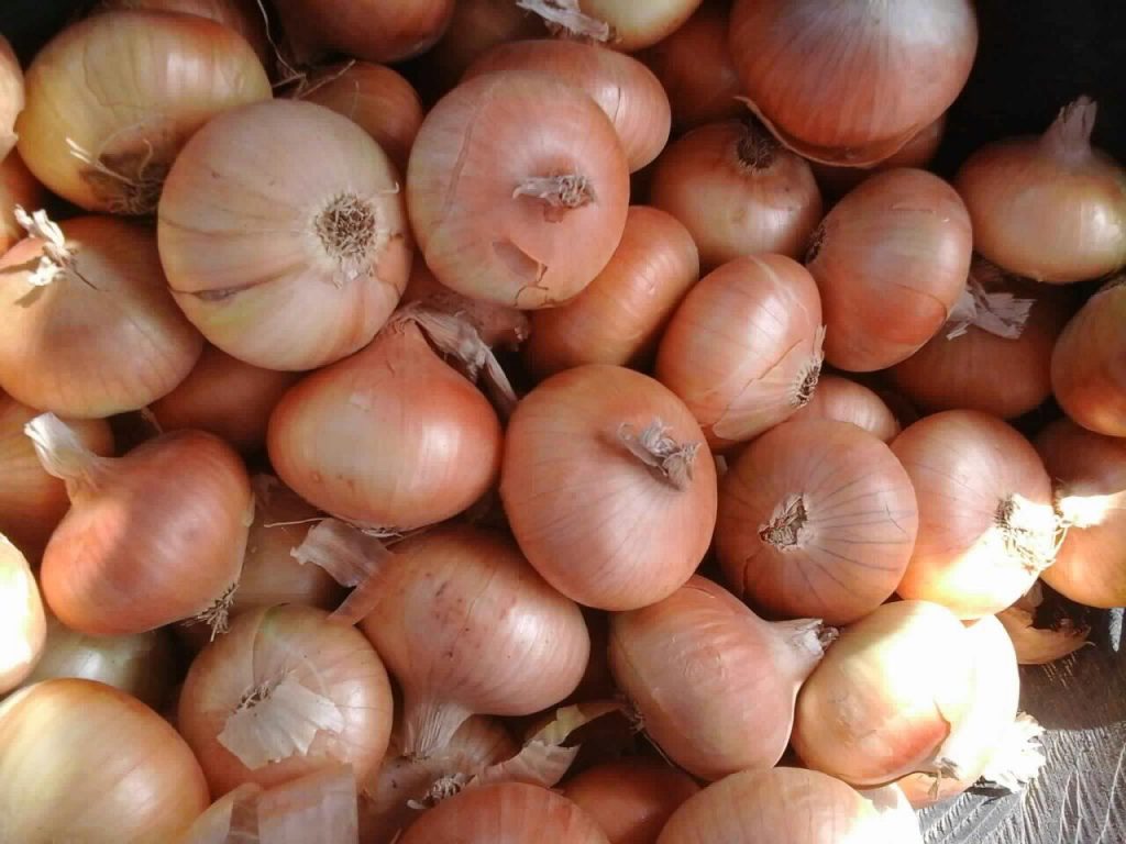 Yellow Onion