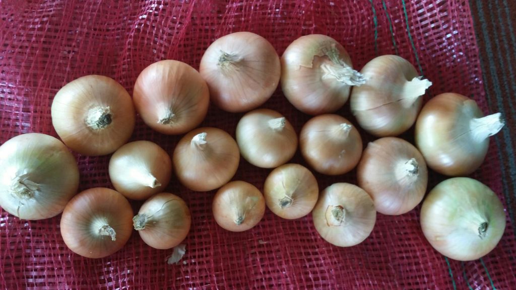 Yellow Onion