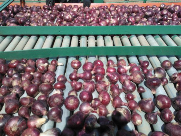 red onion5