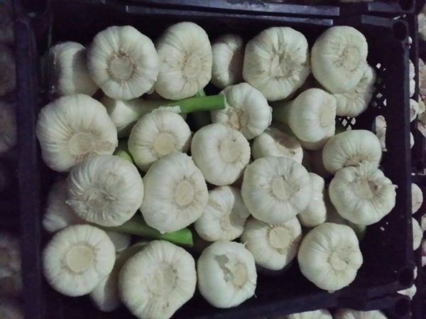 Fresh Garlic10