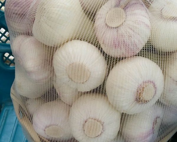 Fresh Garlic15
