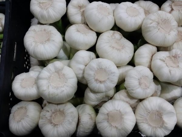 Fresh Garlic7