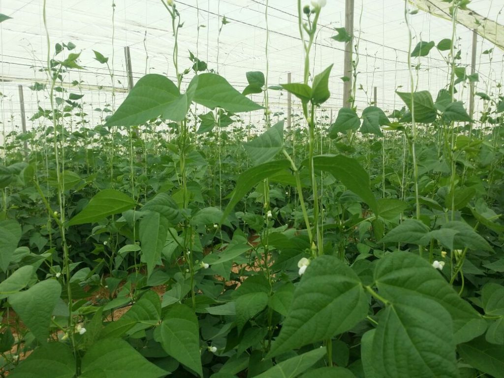 Green Beans