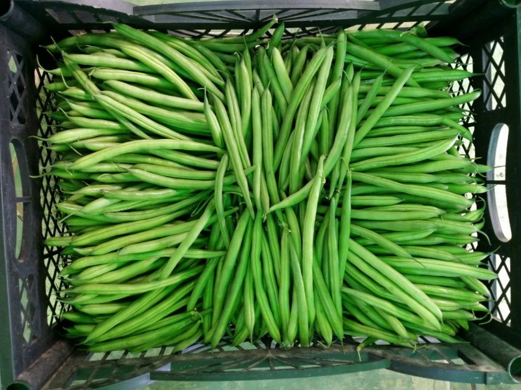 Green Beans