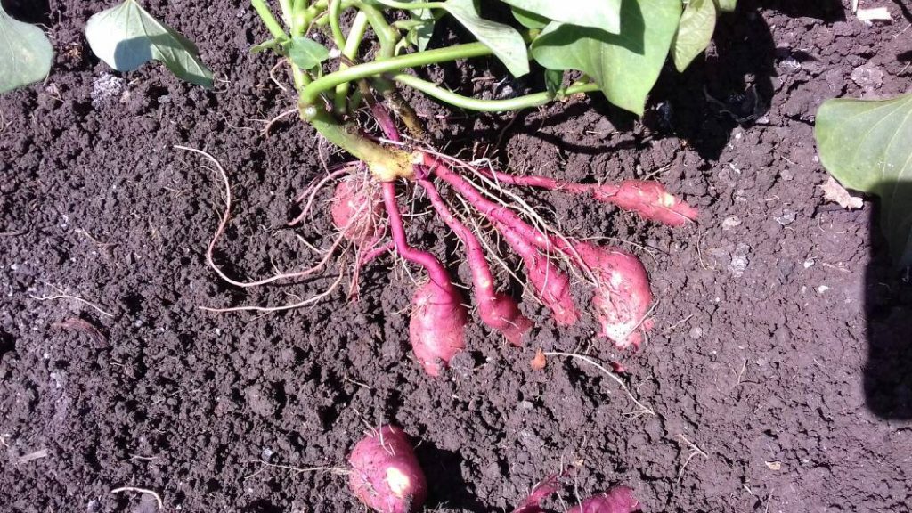 Sweet Potato