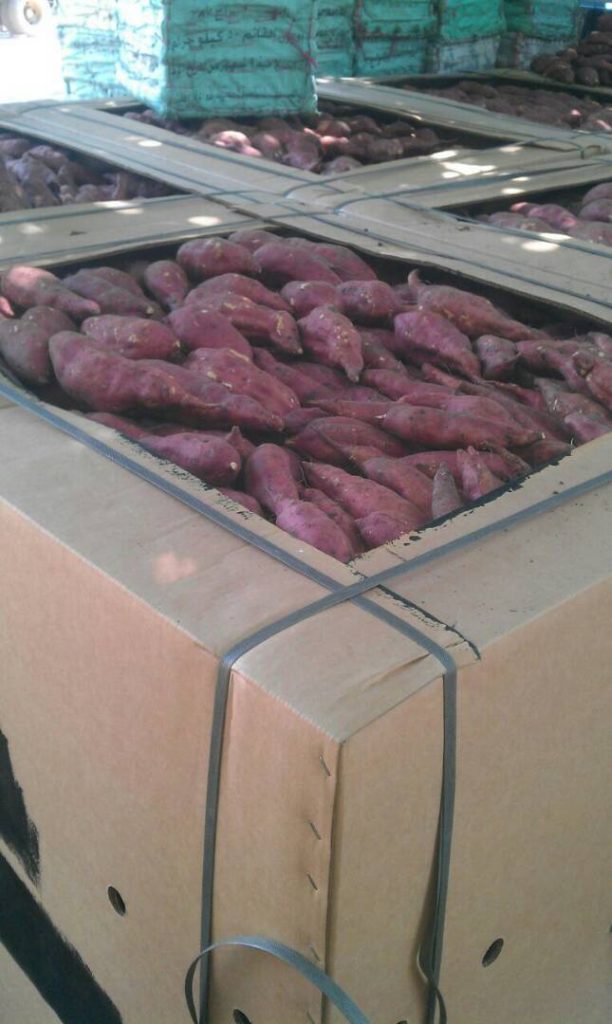 Sweet Potato