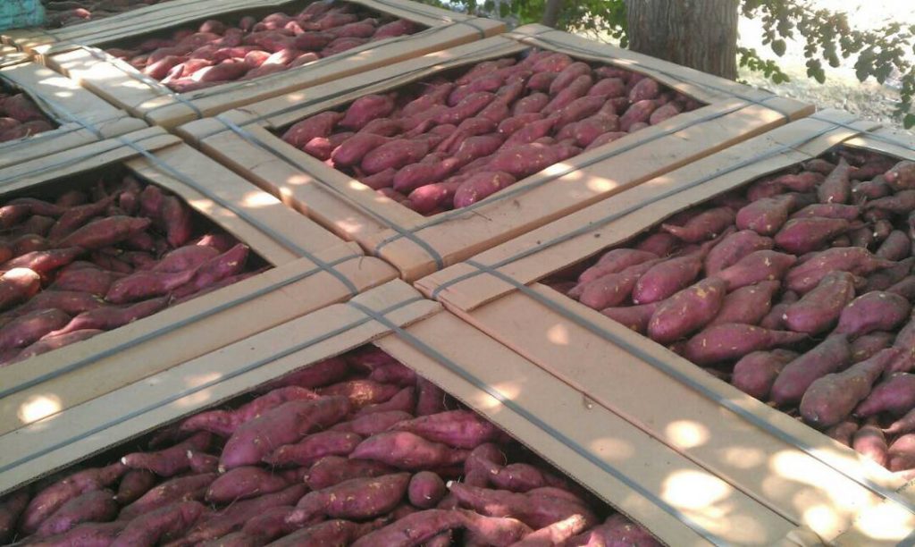 Sweet Potato