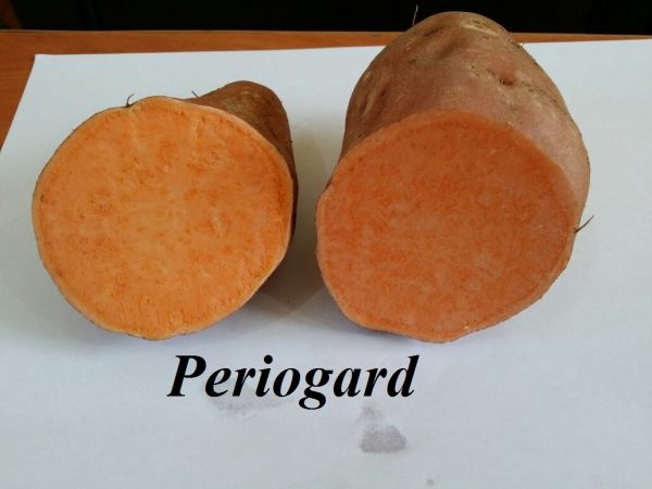 Sweet Potato1
